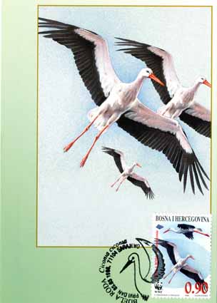 maxi-card-white-stork